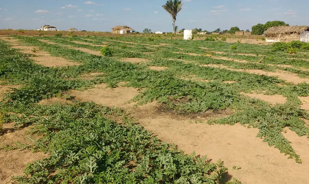 Conflitos no campo foram recorde em 2023, mas área em disputa diminuiu