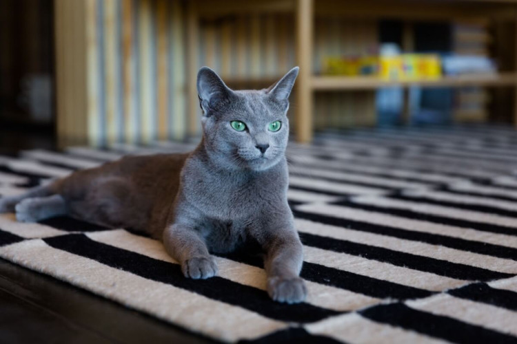 O gato azul russo é considerado um dos mais elegantes do mundo (Imagem: Irina Borodovskaya | Shutterstock)