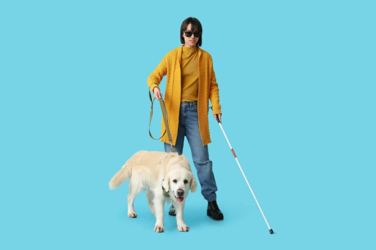 Cão-guia oferece autonomia às pessoas com deficiência visual (Imagem: Pixel-Shot | Shutterstock)