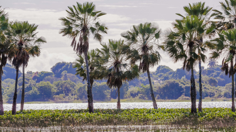￼EXCLUSIVIDADE da cera de carnaúba confere posição favorável nas negociações com os EUA
