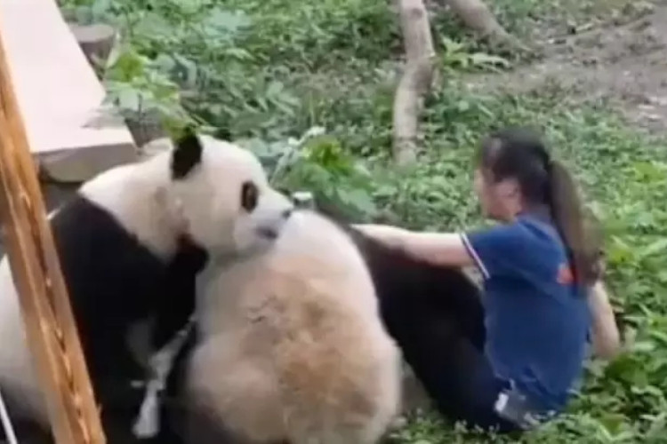 A cuidadora teve sua blusa rasgada e perdeu um dos sapatos
