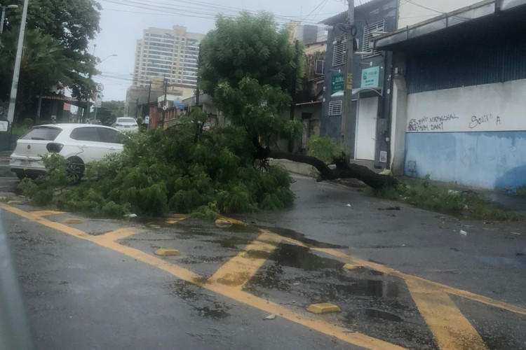 Árvore caída no bairro José Bonifácio, em Fortaleza