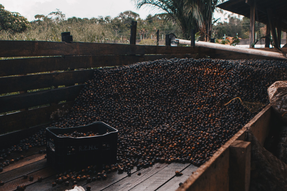 Benecifiamento de sementes para a Natura na sede da Cooperativa de Fruticultores de Abaetetuba (Cofruta)