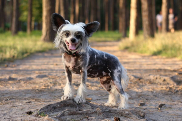 Alguns cachorros se destacam por suas características físicas distintas (Imagem: Anna_Bondarenko | Shutterstock) 
