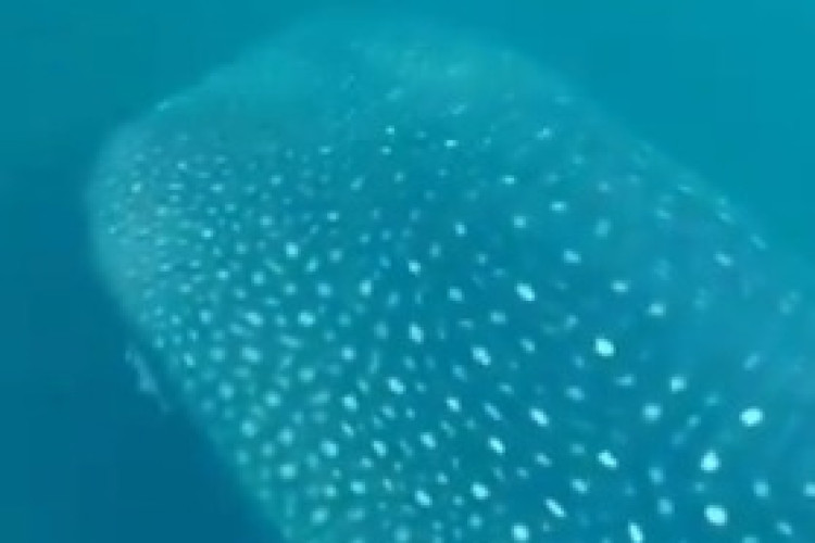 Tubarão-baleia é visto por nadadoras no Rio de Janeiro