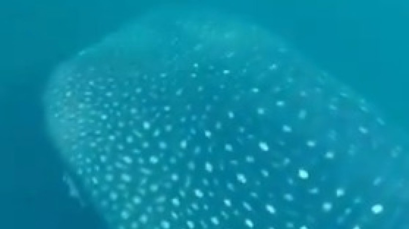 Tubarão-baleia é visto por nadadoras no Rio de Janeiro 