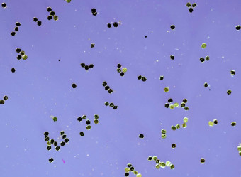 Especialistas suspeitam que as partículas também se movam pelo ar em pó de ouro, como uma 