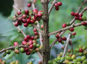 O animal consome a cereja do café e, após expelidos, os grãos são coletados para a venda e o consumo.