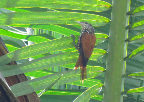 Pássaro Limpa-folha-do-buriti fotografado nas folhas de uma palmeira 