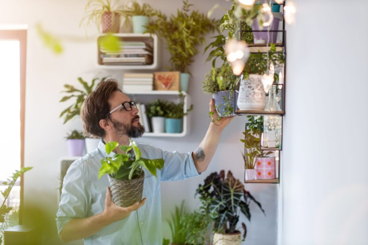 Cuidar de plantas em casa pode ser simples com alguns hábitos (Imagem: pikselstock | Shutterstock)