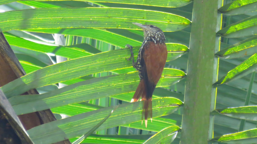Pássaro Limpa-folha-do-buriti fotografado nas folhas de uma palmeira  