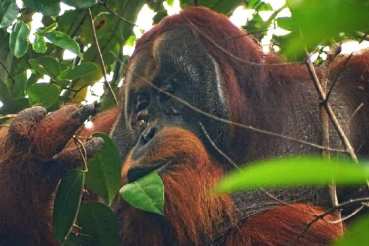 Planta usada por Orangotango possui propriedades analgésicas
