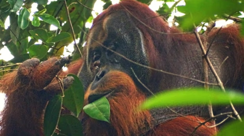 Planta usada por Orangotango possui propriedades analgésicas
 