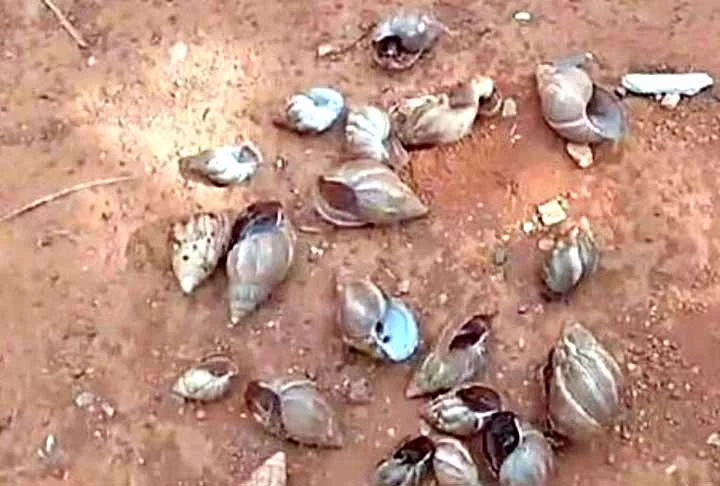 Algumas dessas medidas de prevenção incluem: não comprar caramujos africanos para consumo; não liberar caramujos africanos na natureza; manter quintais e jardins limpos e livres de entulhos e não descartar lixo em terrenos baldios.