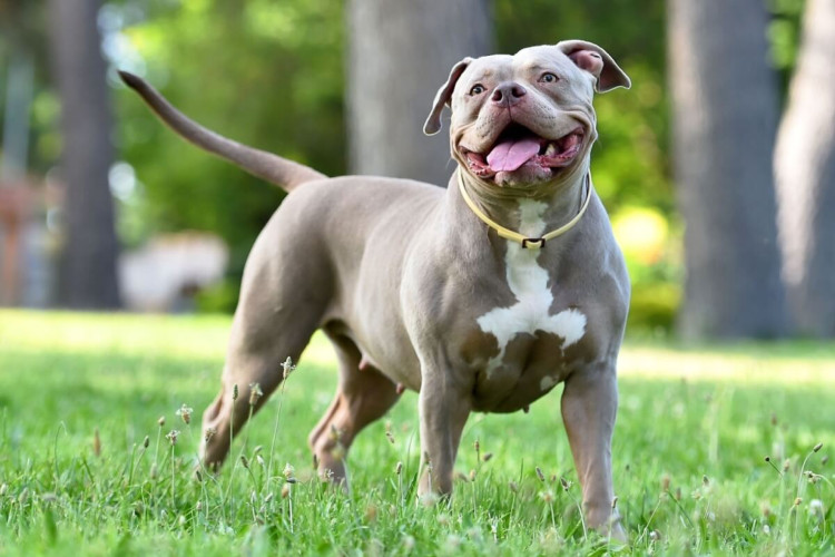 O american bully é um cachorro dócil e muito amigável (Imagem: alberto clemares exposito | Shutterstock)