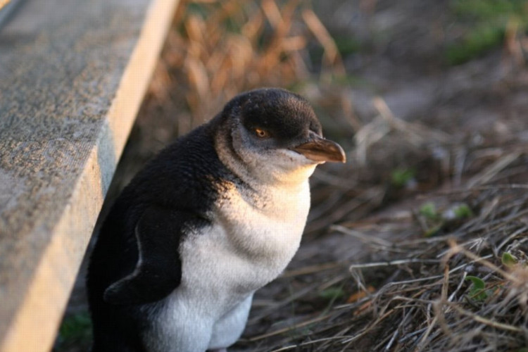 Imagem de apoio ilustrativa. Mortes de pinguins-azuis em cidade de Austrália têm sido frequentes, com quase 70 casos em 2024