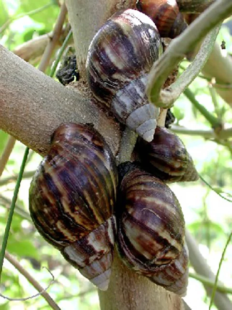 Herbívoros, os caramujos africanos se alimentam de uma ampla variedade de plantas, incluindo hortaliças, frutas e flores.