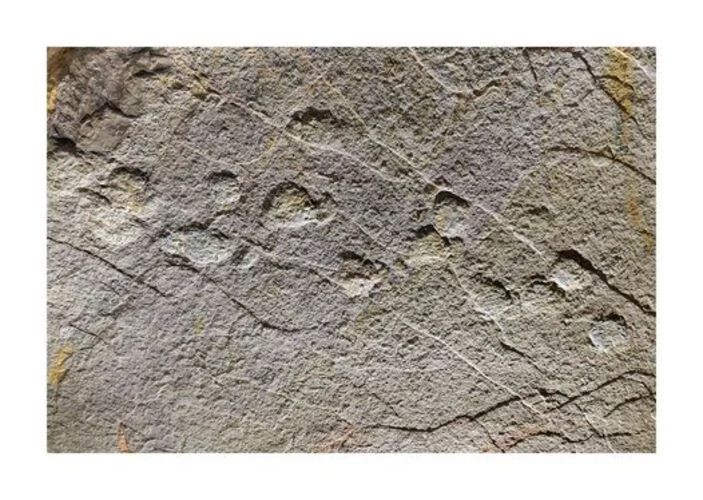 Os cientistas da Universidade de Borgonha, na França, disseram que as pegadas remontam a 168 milhões de anos atrás e estão bem preservadas, inclusive com garras dos animais. Com 1,25 metro de comprimento, as pegadas pertenceram a alguns dos maiores dinoss