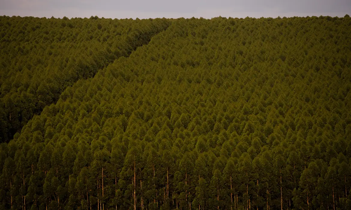 Câmara pode dispensar licença ambiental de plantações de eucalipto 