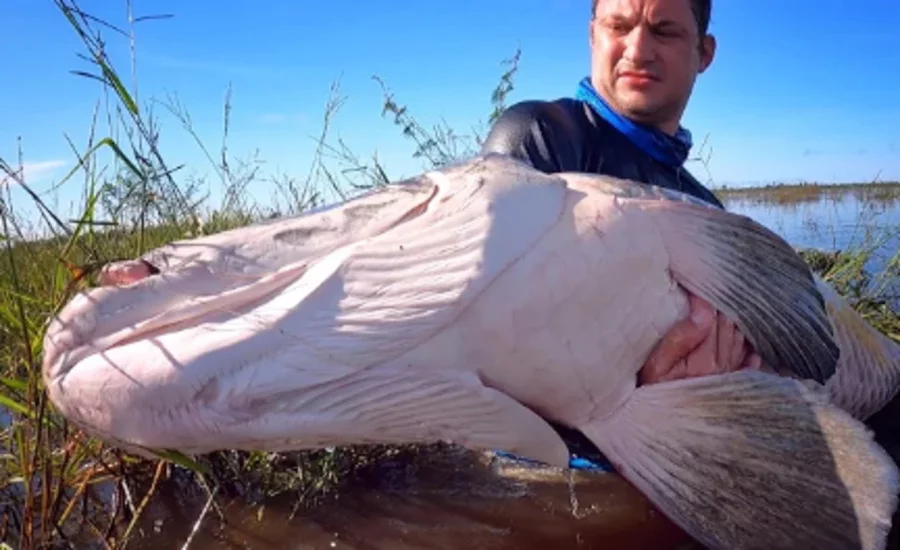 O vídeo chamado Batalha do Século teve 4 milhões de visualizações. O canal de Baca no Youtube tem 2,2 milhões de inscritos. O pescador faz um apelo: “Preserve! Só há pescaria se o peixe estiver vivo… Pesque e solte”. 