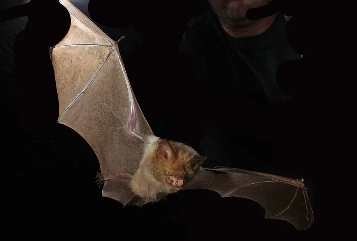 Os predadores dos morcegos são corujas, gaviões, a ave anu-branco e até mesmo morcegos carnívoros. E, nos ambientes urbanos, os gatos têm matado muitos morcegos. 