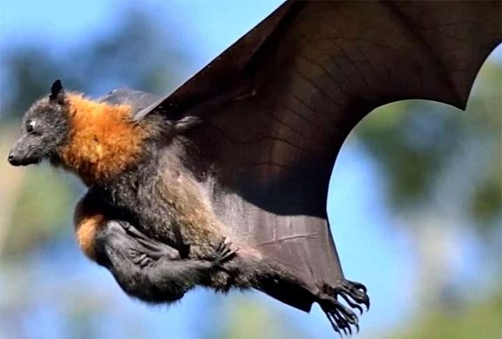 Por se alimentarem de insetos, os morcegos acabam fazendo um controle de pragas urbanas, como moscas e mosquitos. 