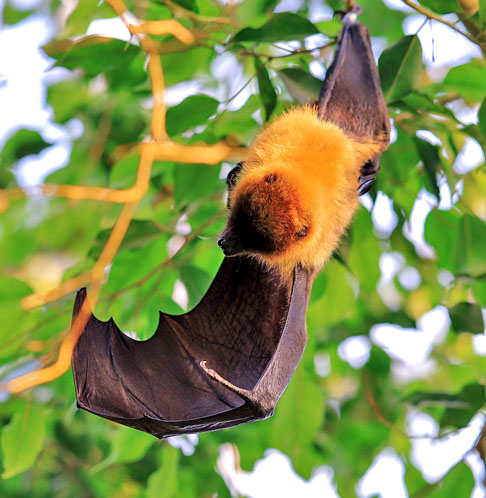 Os morcegos são importantes para a preservação das florestas. Eles podem espalhar sementes por centenas de quilômetros, através de seus excrementos! Como as abelhas, os morcegos também são polinizadores.