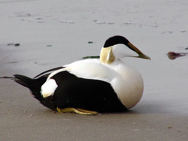 Pato-eider- Também conhecido como êider-edredão, é encontrado nas áreas costeiras de todo o  hemisfério norte. Pode atingir até 76 km/h durante o voo, e isso permite que ele migre para o Sul, fugindo do frio.