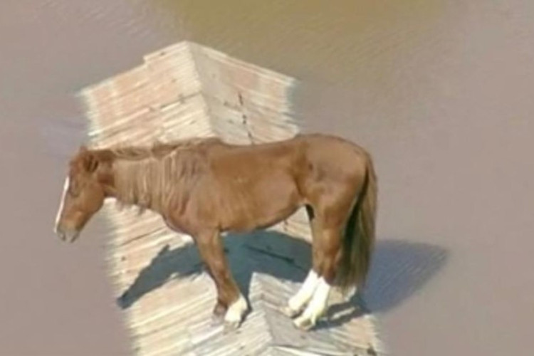 Felipe Neto mobiliza resgate de cavalo preso em telhado por causa de enchente no Rio Grande do Sul