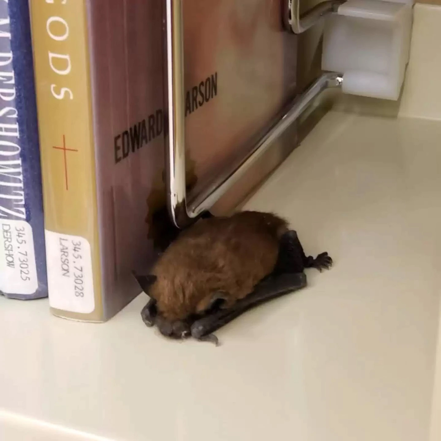 Às vezes eles surpreendem. Em meados de 2022, funcionários da Biblioteca Pública de Camas, no estado de Washington (EUA), tomaram um susto quando arrumavam livros nas estantes. Um morcego estava dormindo numa prateleira. 