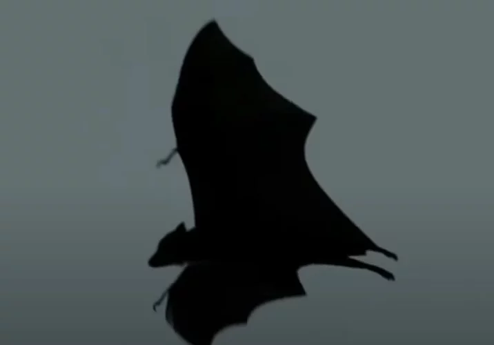 Os morcegos estão entre os animais mais antigos da terra. O fóssil do mamífero mais antigo encontrado data de aproximadamente 50 milhões de anos.