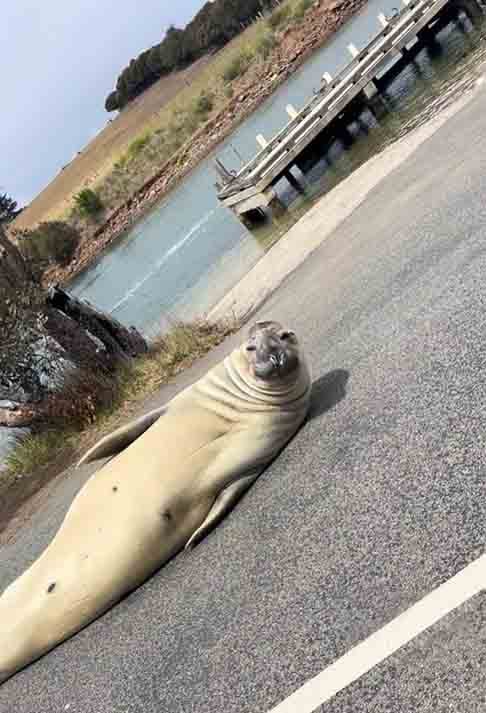 Mas é justamente isso que não acontece no litoral sul da Tasmânia, na Austrália, onde um elefante-marinho de 450kg se transformou em sensação por circular pelas ruas e receber atenção permanente de curiosos. Chamado de Neil, ele viralizou nas redes sociai