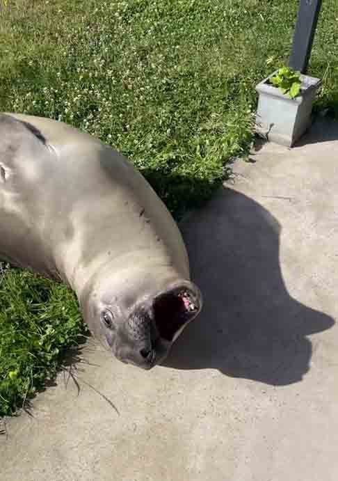 A fama de Neil cresceu, algo que preocupa os especialistas marinhos, que alertam para os riscos de interação das pessoas com um animal selvagem.