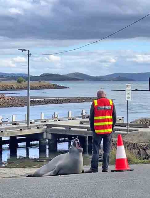 Os perfis utilizados, no Instagram e no Tik Tok, para documentar a vida de Neil, somam, juntos, mais de 500 mil seguidores. De acordo com o autor da rede social, muitos internautas questionavam quando ele iria receber o tão esperado atestado de ‘verificad
