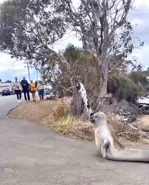 Peço a todos que acompanham Neil que se lembrem de que ele não está lá para nosso ganho financeiro, ele é uma criatura selvagem com sua personalidade única e merece o respeito de todas as pessoas, afirmou em um post.