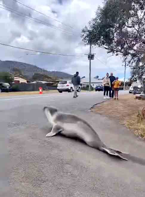 Mary-Anne Lea, professora do Instituto de Estudos Marinhos e Antárticos da Universidade da Tasmânia, concorda com a necessidade de proteger Neil.
