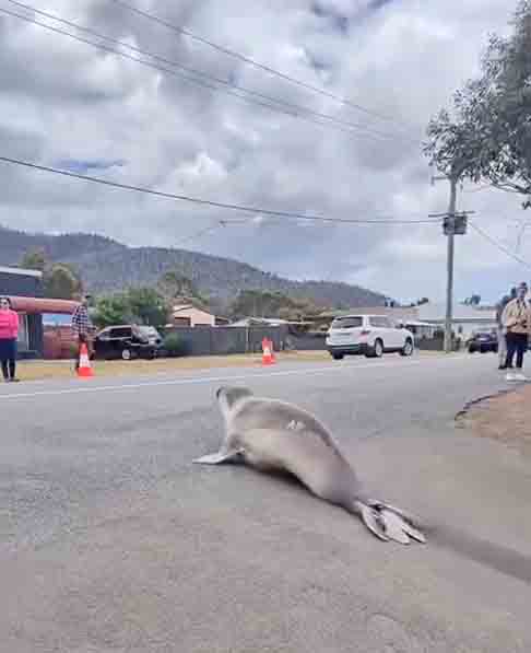Precisamos lembrar que estes são animais selvagens. Tudo bem quando os animais são fofinhos e interagem de maneira geralmente segura, mas então eles se tornam maiores e outros comportamentos naturais entram em ação - junto com seus hormônios - e você pod