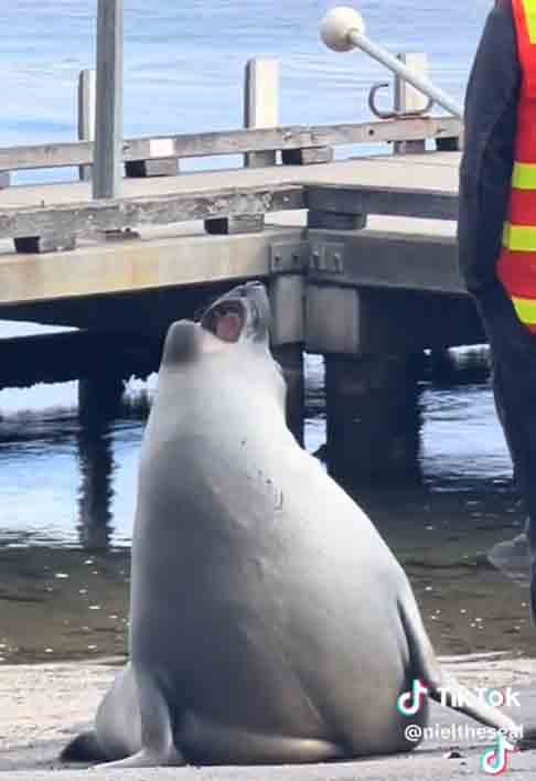“A Marine Conservation tentou colocar Neil de volta na água, mas ele não estava obedecendo. Eles deveriam saber que Neil governa esta cidade agora!”, diz a legenda do criador anônimo do perfil.