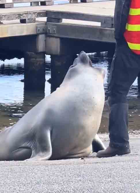 Neil foi oficialmente identificado em julho de 2022, quando foi flagrado em um haul out. De acordo com o site Marinho Web, esse termo em inglês significa “saída da água” - período em que as focas e outros animais marinhos saem da água para descansar, tr