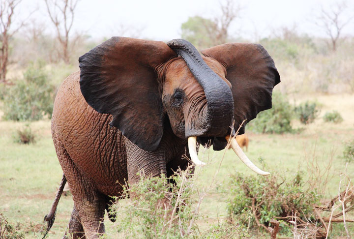 Elefante - Os sons emitidos pelos elefantes servem para a comunicação. E, por serem animais considerados muito inteligentes, eles têm diversos tipos de conversa. Um dos ruídos mais famosos é o que parece um som de trombeta. Isso ocorre em dois momentos 