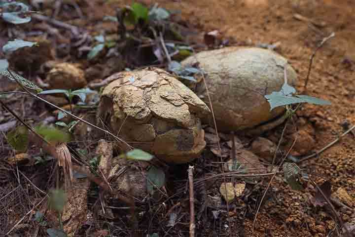 Ela proporciona uma experiência única, de andar em meio às árvores. Assim, você poderá ver beleza da mata atlântica, com suas inúmeras espécies de fauna e flora.
