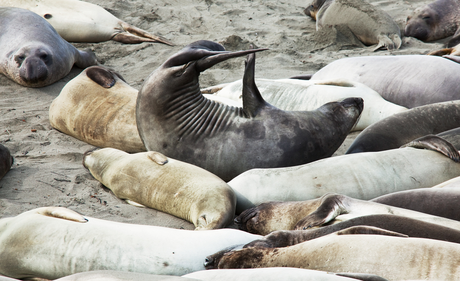 Os elefantes-marinhos distinguem-se dos integrantes da família Otariidae (focas, leões e lobos marinhos) por não apresentarem orelhas e por se locomoverem em terra apoiando-se na superfície ventral e não nas nadadeiras.