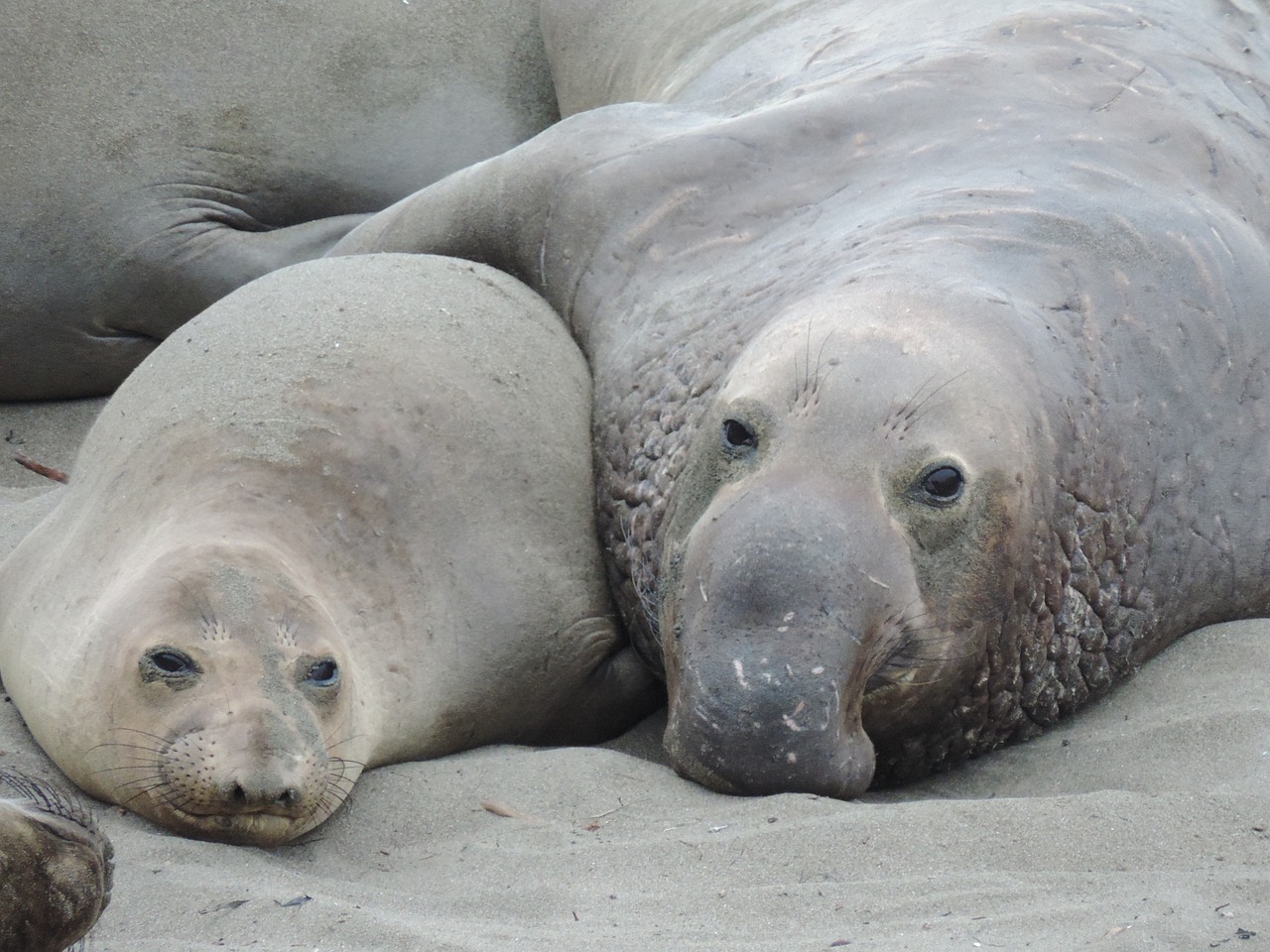 Nos machos, o nariz alonga-se numa espécie de tromba, que originou o nome popular da espécie. Os membros anteriores, apesar de robustos, não proporcionam bom rendimento em terra; os posteriores, muito fortes, com cinco dedos e fendidos ao meio, formam uma