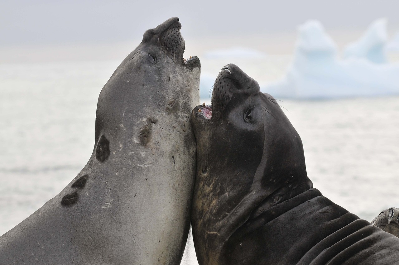 Apresenta corpo robusto, cabeça grande e nadadeiras anteriores pequenas. Machos podem chegar a 5 metros de comprimento, pesando 4 toneladas. Já as fêmeas nunca passam de 2,5 metros, com peso de 400kg. Os filhotes ao nascerem pesam 40kg e medem 1,30m de co