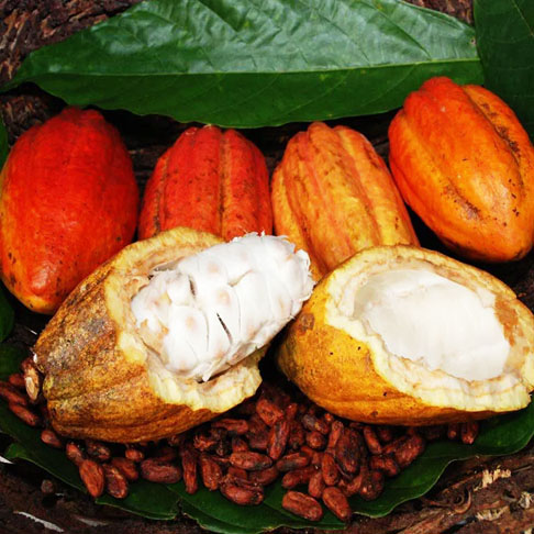 Os flavonoides diminuem os riscos de danos nas células de todo o corpo: envelhecimento celular, dano neurológico. No Brasil, o Pará é o maior produtor de cacau. Para saber mais sobre a fruta, veja a galeria do Flipar intitulada Cacau é estrela na Páscoa 