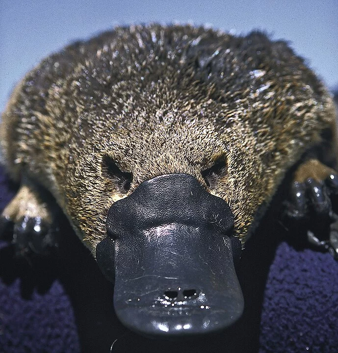 Dos mamíferos venenosos, o que chama mais atenção é o ornitorrinco, espécie nativa da Austrália e da Tasmânia. 
De acordo com a Bonorong Wildlife Sanctuary, casos de envenenamento por ornitorrincos são raros na Austrália. Nos últimos 20 anos, foram relata