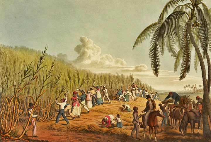 A cachaça, portanto, está diretamente ligada à cultura da cana-de-açúcar, uma força econômica no Brasil Colonial. A primeira plantação surgiu em 1504, a cargo de Fernão de Noronha, na ilha que passou a se chamar Fernando de Noronha (PE). 