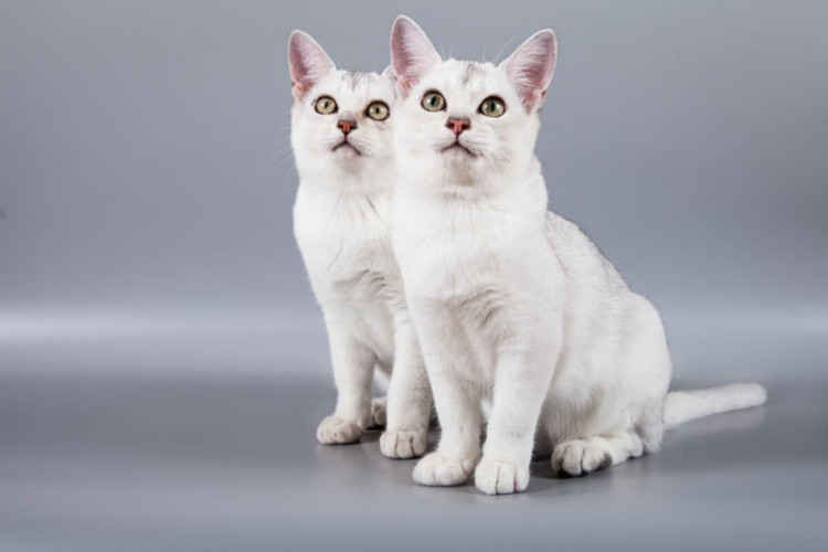 O gato da raça burmilla tem temperamento encantador e personalidade cativante (Imagem: JE Jevgenija | Shutterstock)