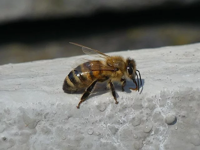 A abelha comum, também conhecida como abelha-europeia, é uma espécie originária de regiões da Europa e da Ásia, mas hoje elas já circulam pelos cinco continentes.