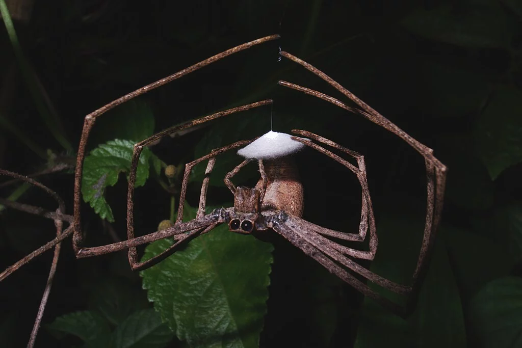 Aranha-com-cara-de-ogro (Deinopis spp.): Essas aranhas são conhecidas por suas pernas longas e finas, seus olhos grandes e sua habilidade única de caça. Elas constroem uma teia em forma de Y horizontal entre arbustos ou grama, e ficam de cabeça para baixo